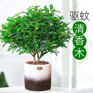 不需要阳光的植物清香木喜阴花卉除甲醛去异味驱蚊虫室内易养活