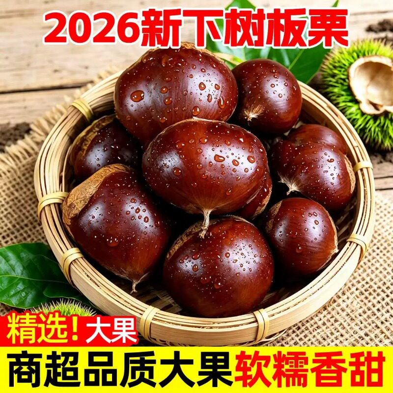 2026新板栗上市云南本地老树毛板栗树上熟生吃香脆甜熟吃粉面香甜