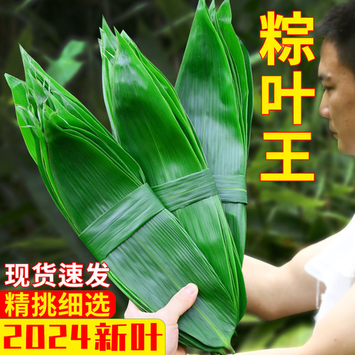 粽叶大号端午节专用新叶