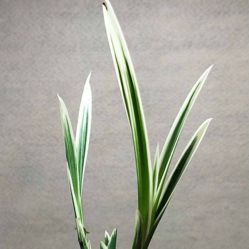 兰花苗【送春白龙】懒人花清仓好养花卉绿植盆栽瓷白边客厅好养