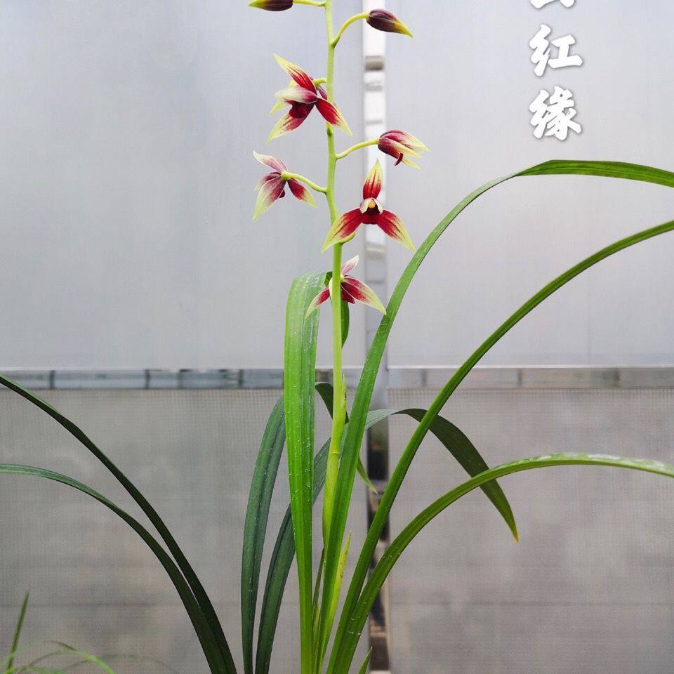 兰花苗红花红素浓香秋榜墨兰国魂【万山红缘】四季开花室内