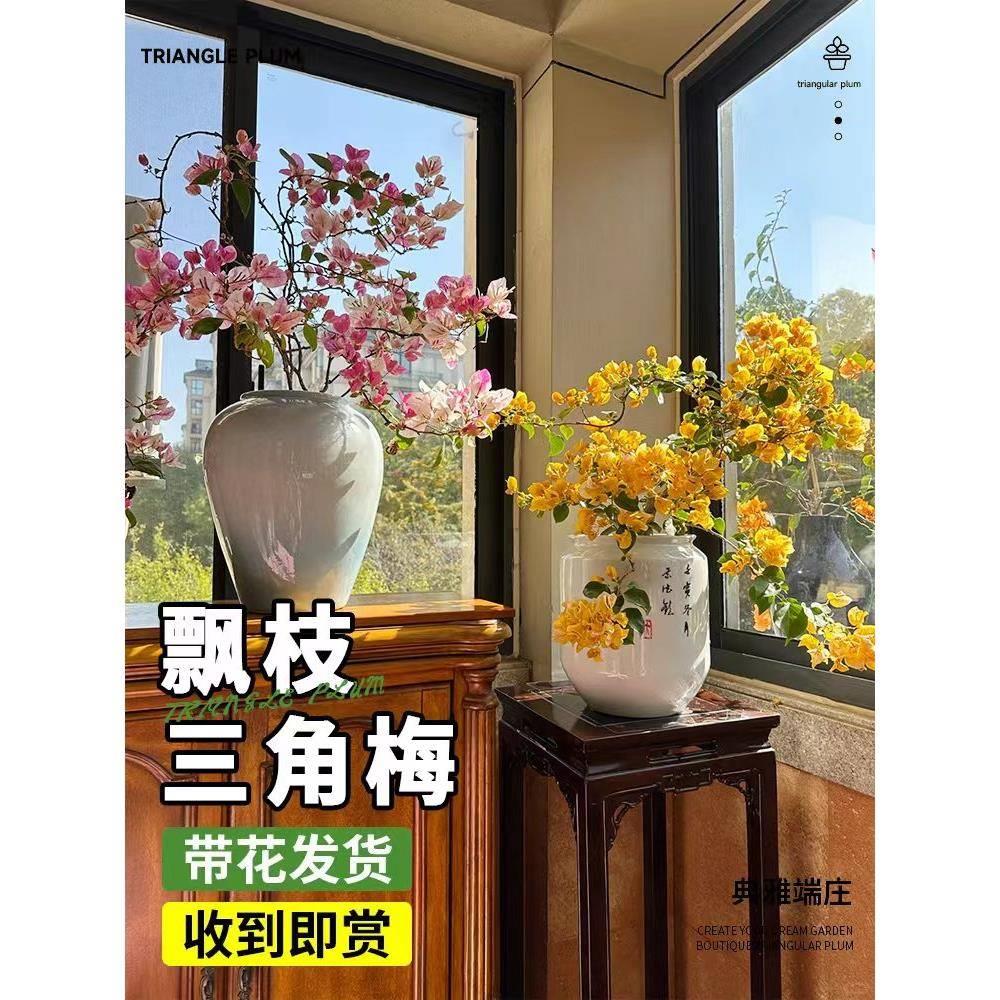 三角梅爬藤四季开花植物室内阳台花卉盆栽带花勤花马斯三角梅花苗