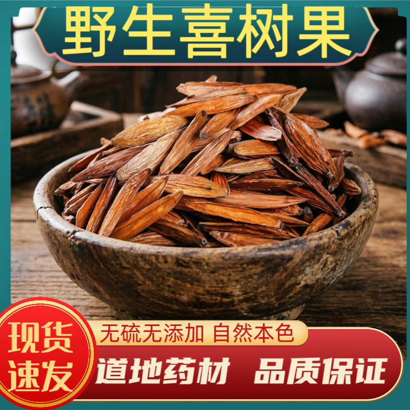 喜树果中药材喜树果野生喜树果千丈树水栗子天梓树野芭蕉旱莲干货 - 实物图