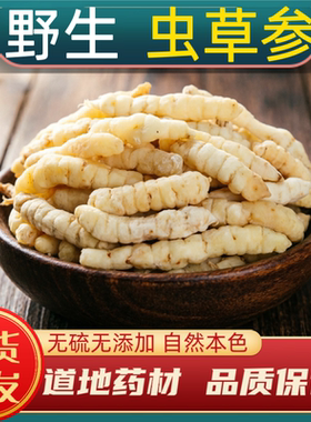 云南虫草参正品 野生草石蚕中药材地蚕土冬虫草 白虫草泽兰根地参