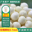 2025正宗新鲜鸡头米当季 非干货 芡实手剥大颗粒非苏州茨实真空袋装