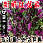 红圆叶苋菜一点红苋菜紫色苋菜红米苋汉苋菜新鲜蔬菜汉菜青菜 包邮