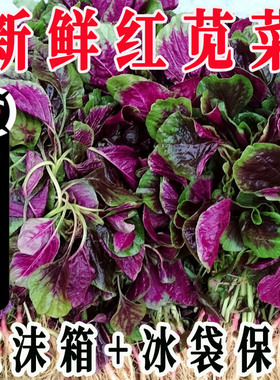 红圆叶苋菜一点红苋菜紫色苋菜红米苋汉苋菜新鲜蔬菜汉菜青菜包邮
