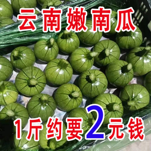 包邮 云南新鲜嫩南瓜小圆瓜批发圆形西葫芦绿皮青皮嫩瓜时令蔬菜