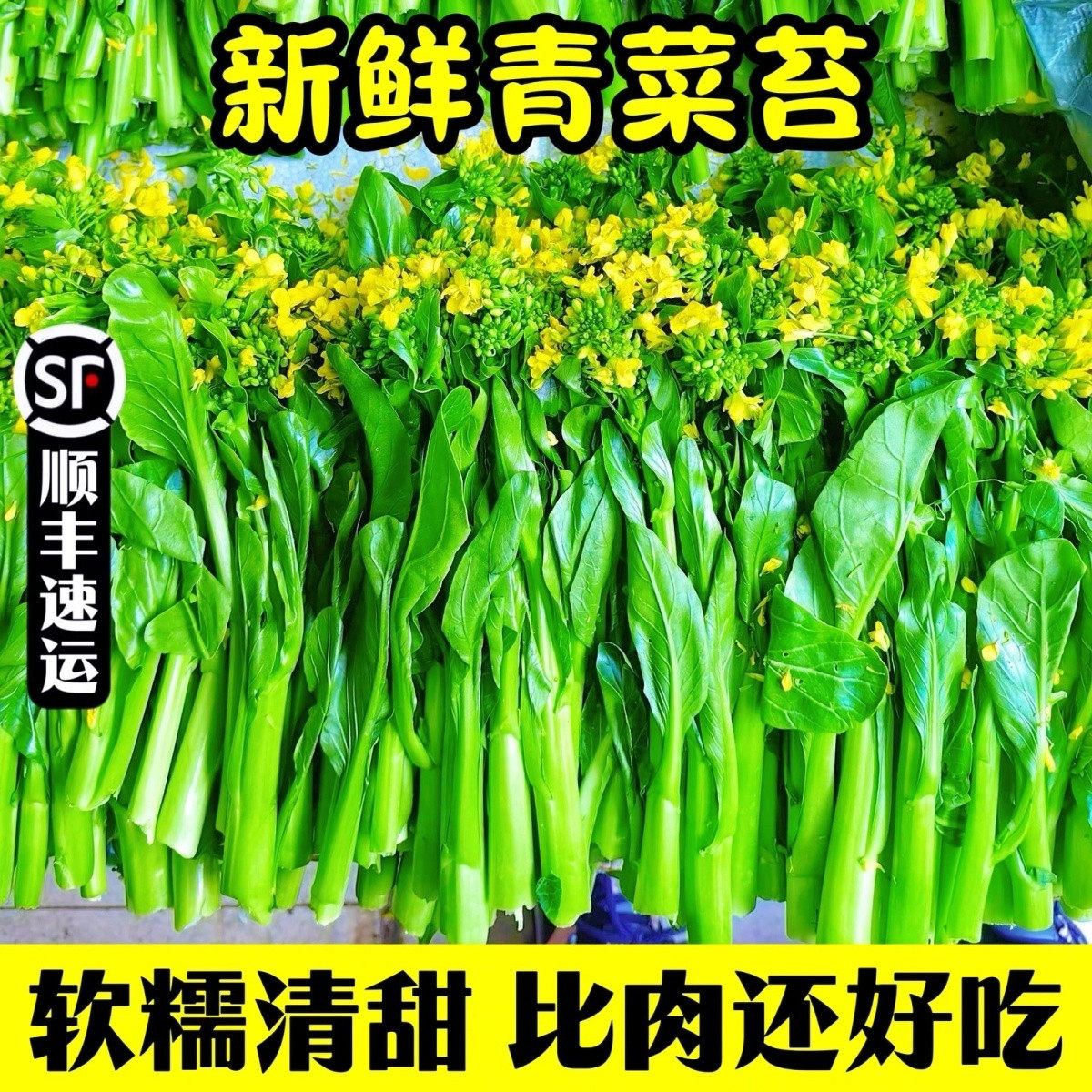 新鲜青菜苔顺丰冷链包邮