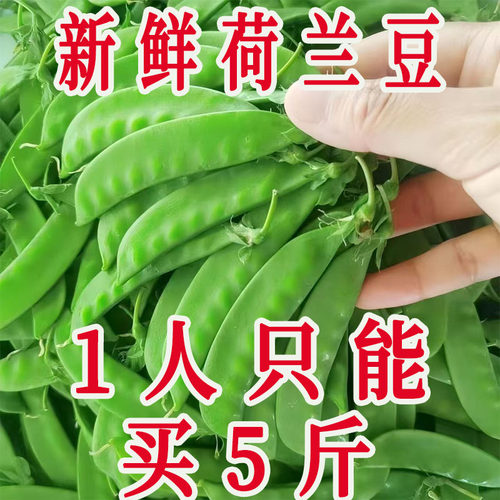 云南荷兰豆新鲜现摘坏豆包赔