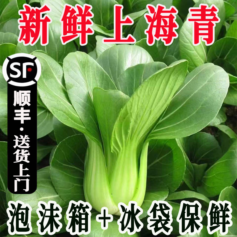 新鲜上海青顺丰冷链包邮坏菜包赔