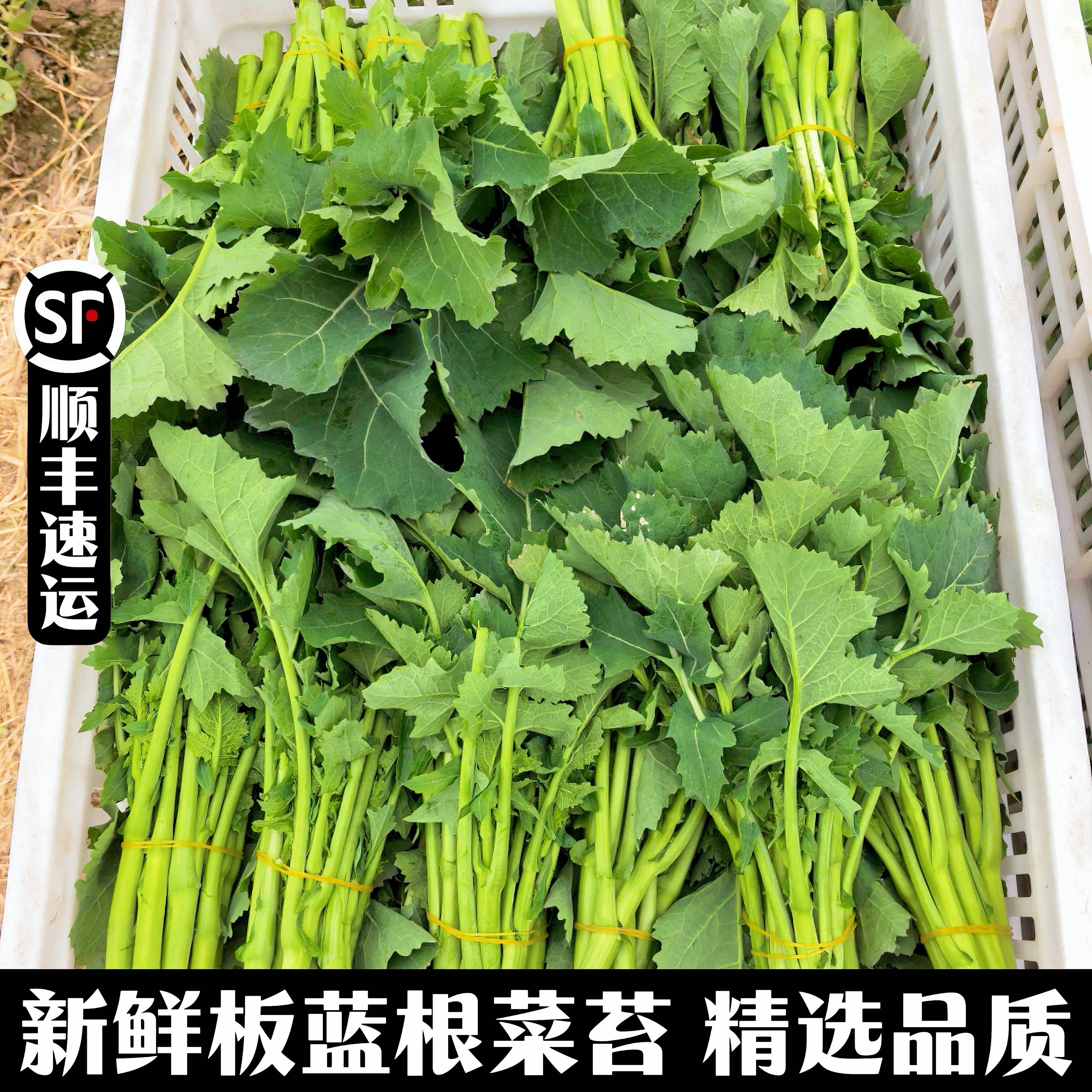 当季脆嫩板蓝根青菜顺丰包邮