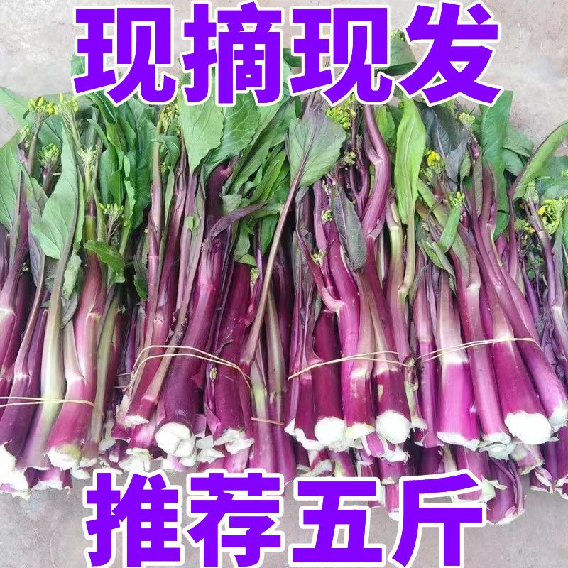 【现摘现发】湖北红菜苔新鲜蔬菜现摘紫菜苔打霜菜薹农家自种油菜