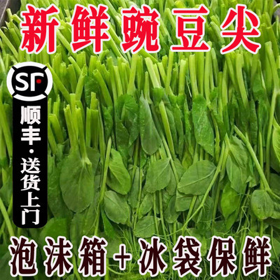 新鲜豌豆尖顺丰冷链包邮送货上门