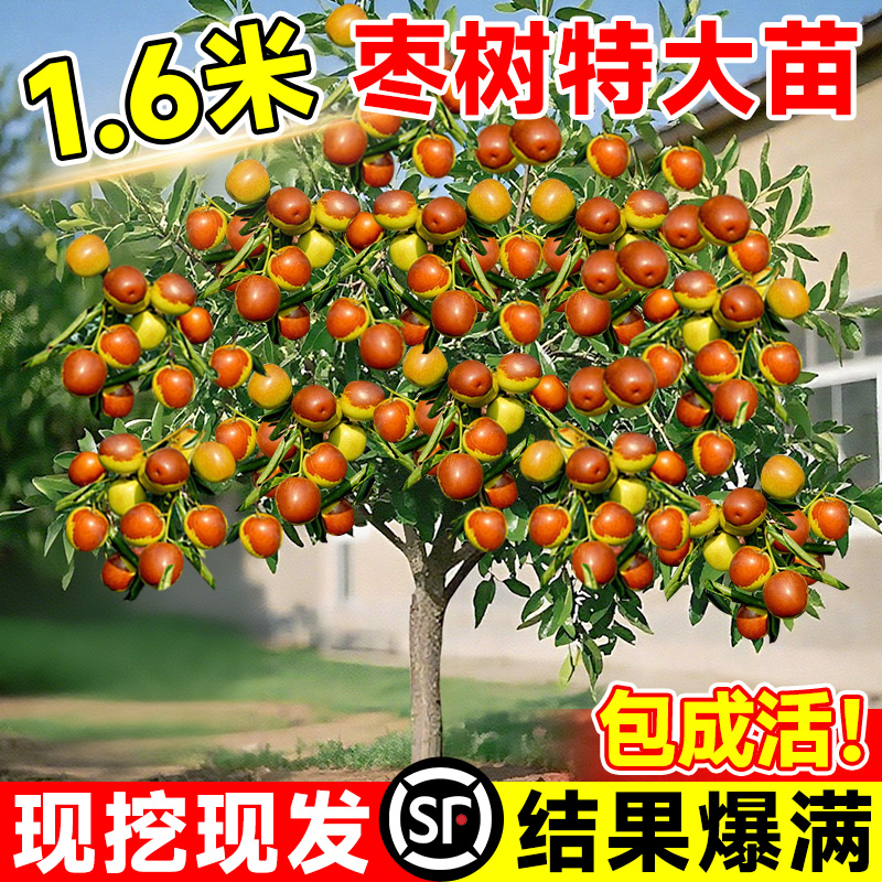 枣树活苗大超甜特冬冰糖脆