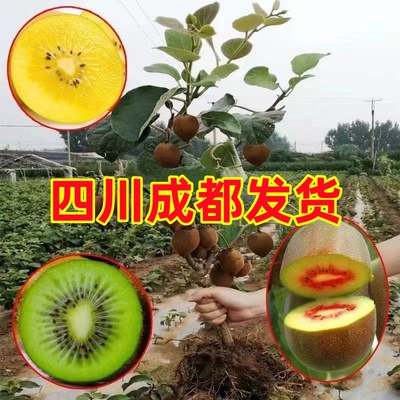 四川红心猕猴桃树苗南北方