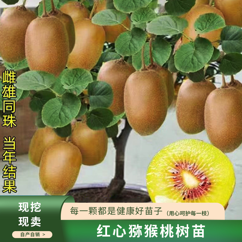 红心软枣果树苗猕猴桃自花
