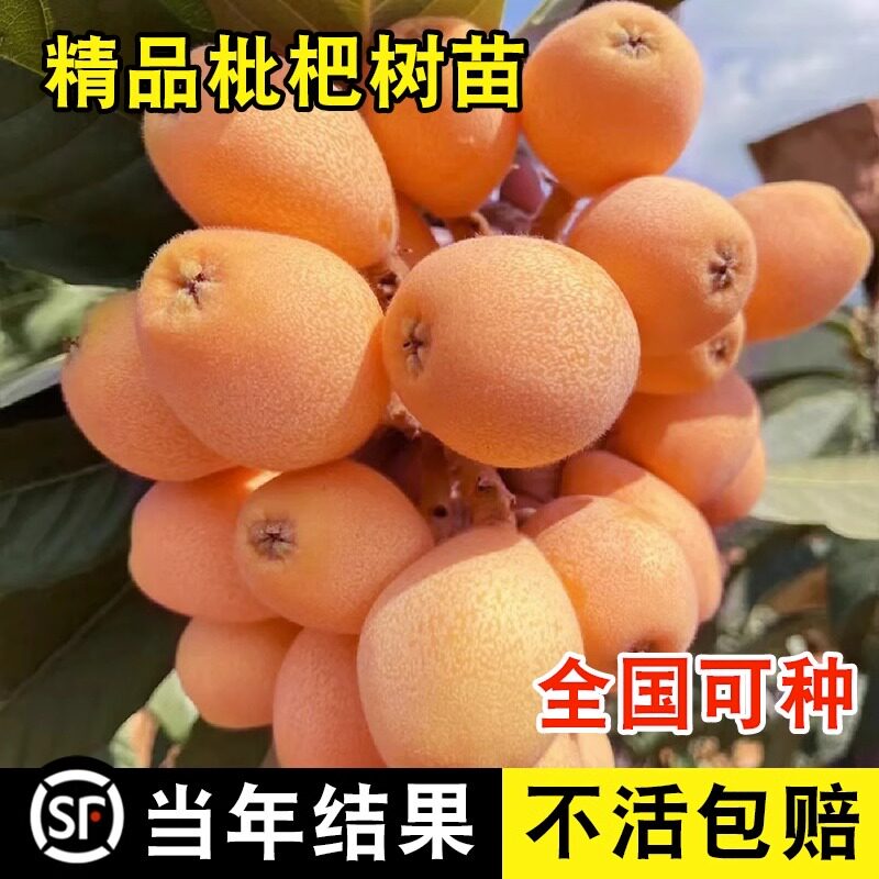 大五星枇杷嫁接树苗无核砂糖琵琶特大南北方种植地栽盆栽当年结果