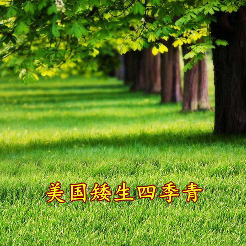 美国矮生四季青草坪种子不修剪果岭草狗牙根马尼拉护坡草草坪草籽