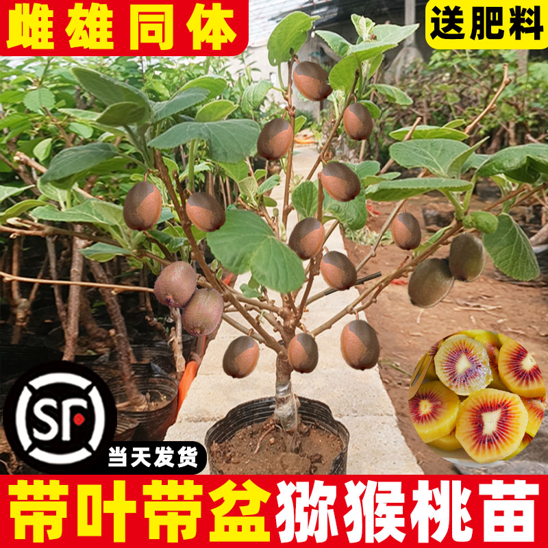 带叶带盆猕猴桃树果苗软枣徐香红黄心嫁接公母同株猕猴桃自花授粉