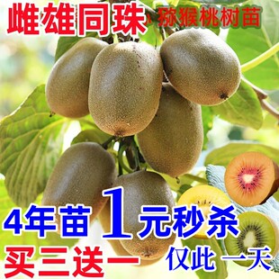 红心猕猴桃树苗嫁接软枣猕猴桃果苗当年结果南方北方种植庭院果树