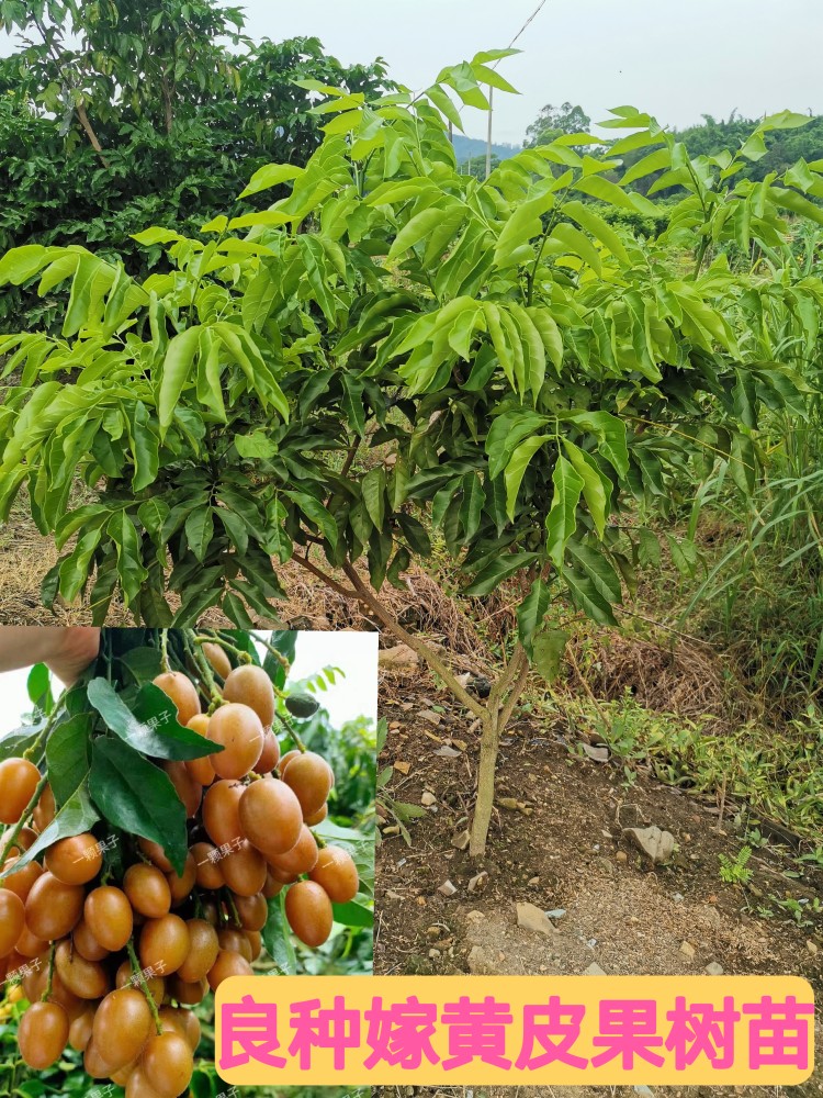 广东郁南大鸡心 无核 冰糖黄皮良种嫁接苗 南北方庭院水果树苗