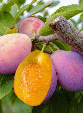 美国加州香媚儿西梅苗嫁接李子树苗盆栽地栽南方北方果树当年结果