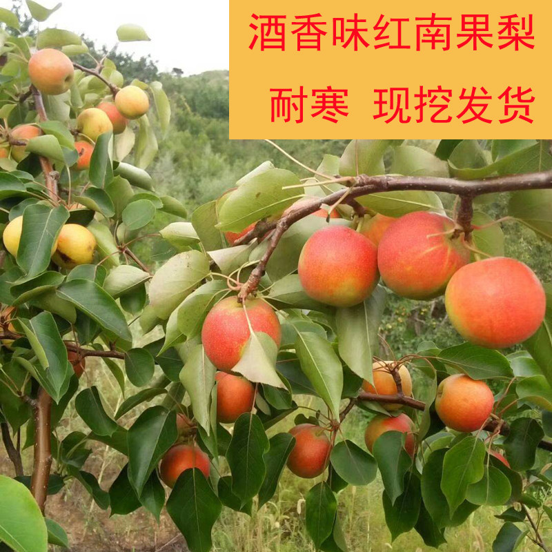 南国梨树苗香水梨树苗东北耐寒果树苗嫁接果树苗黑龙江发货