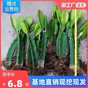 火龙果苗树红心火龙果苗燕窝南方阳台四季盆栽种植当年结果果树苗