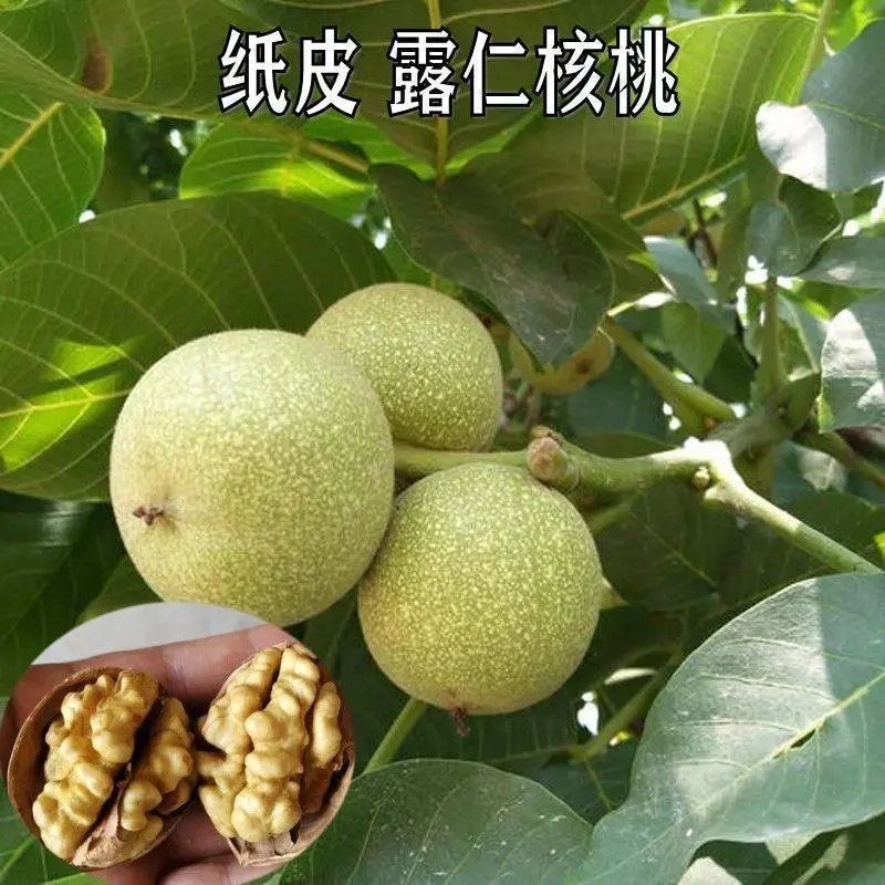 特大核桃树苗嫁接纸皮南北