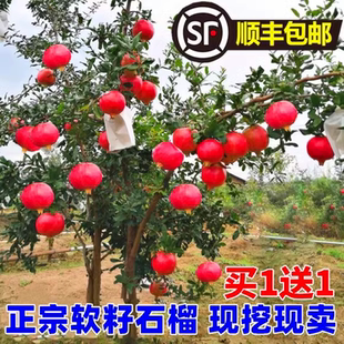 突尼斯软籽石榴树树苗果苗盆栽庭院果树特甜矮化大树北方耐寒无籽