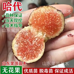 抗寒哈代无花果树苗耐寒紫果糖心无花果苗北南方盆栽地栽当年结果