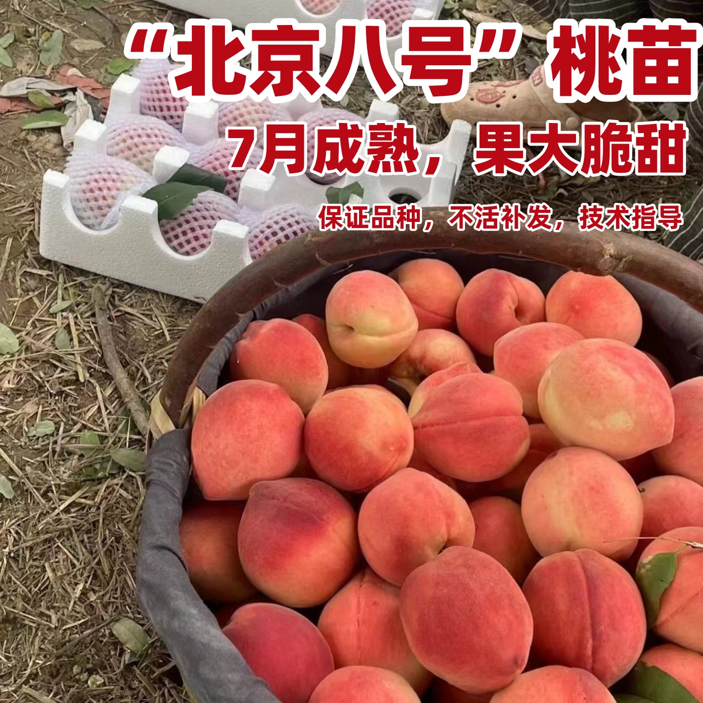 北京8号桃苗平谷树果嫁接