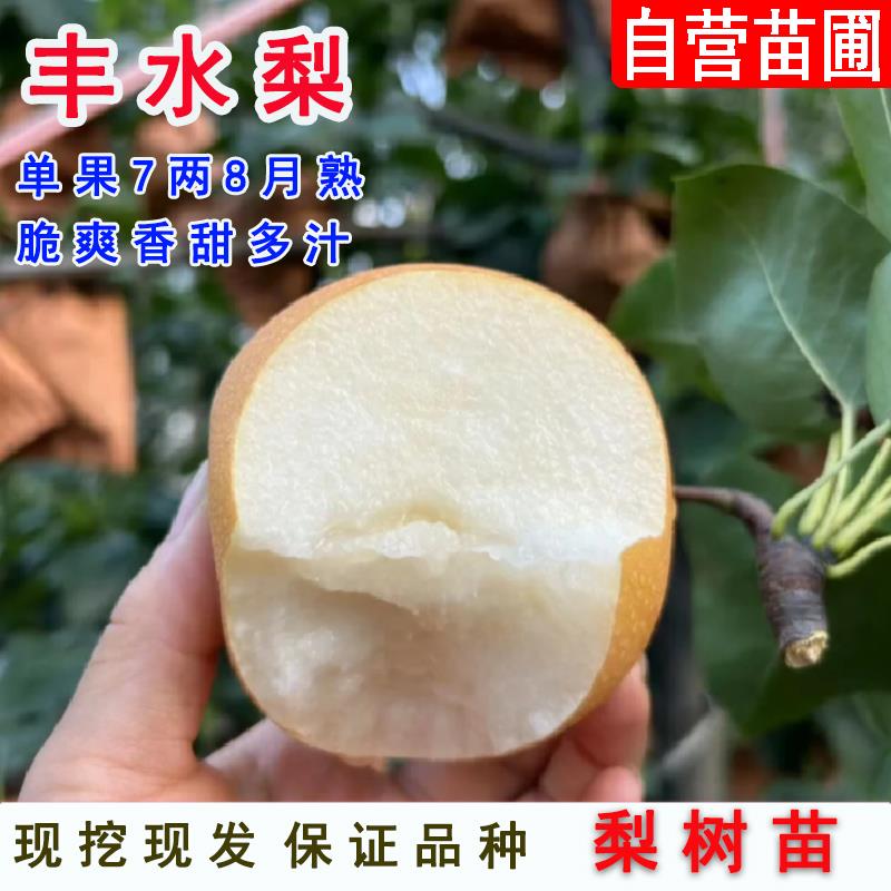 特大丰水梨树苗嫁接脆甜黄