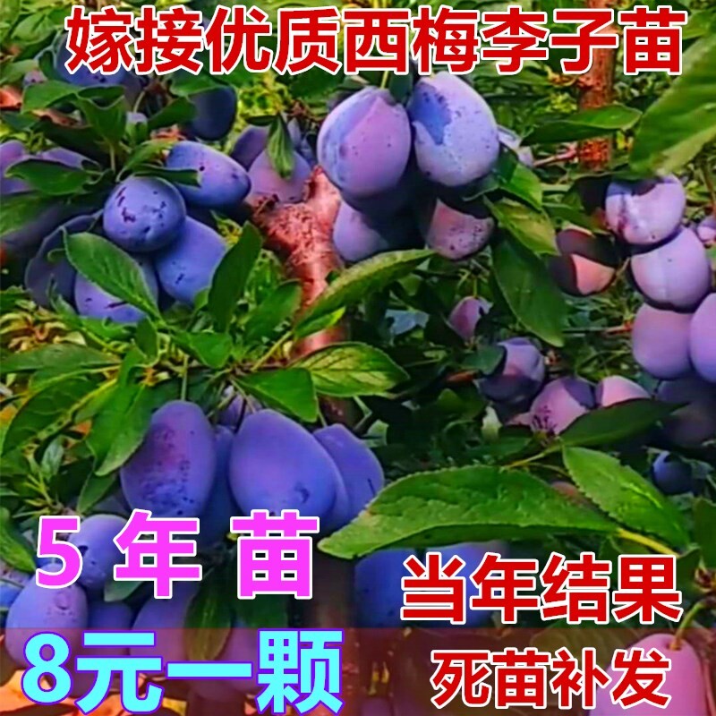 李子树苗新品种蜂糖嫁接南方北方种植李子苗果树苗盆栽西梅树树苗