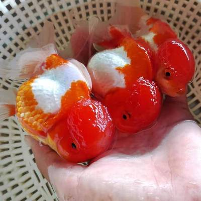 子头淡金大头鱼红75149狮头渔鱼国狮黒苗狮场水金狮鱼观赏鱼脑袋