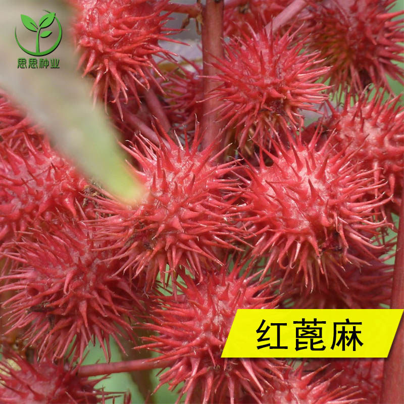 红色蓖麻种子老麻了草麻籽种子绿蓖麻