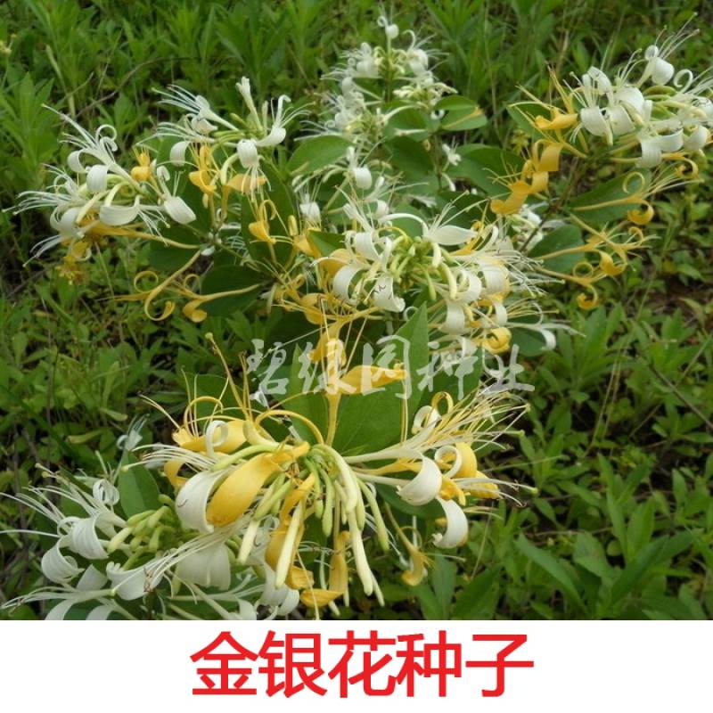 花种子金银四季金银花材可食用泡茶种子忍冬药用植物庭院花籽包邮