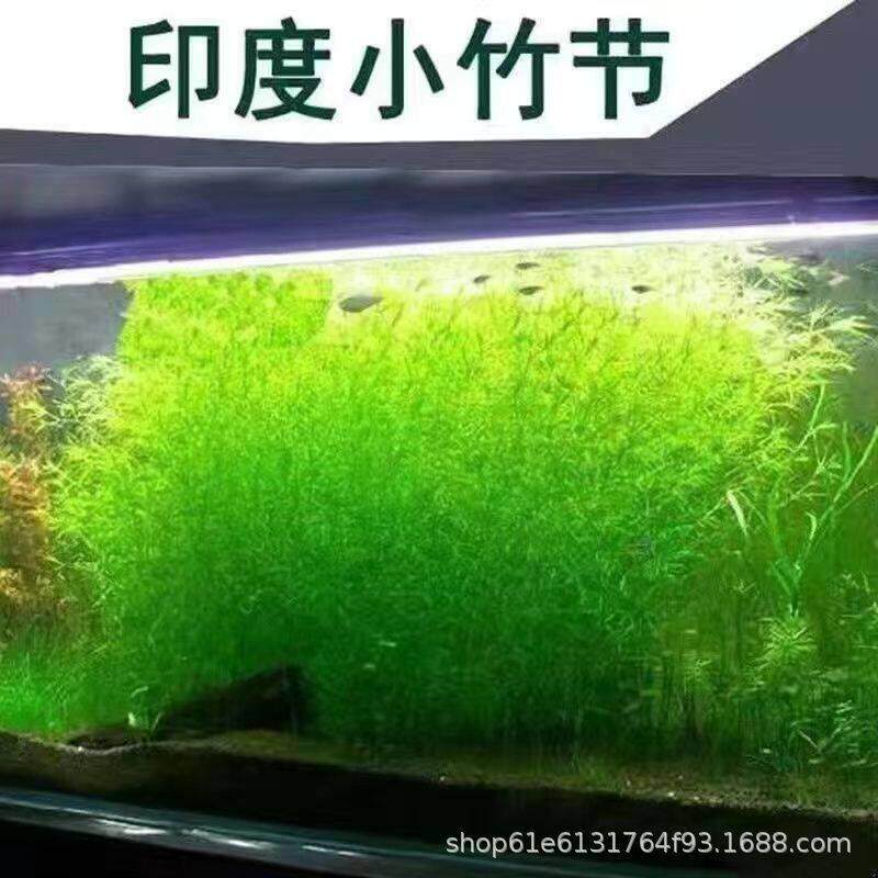 印度小竹节10-25cm竹节草水榕活体真草鱼缸水族箱造景绿菊发