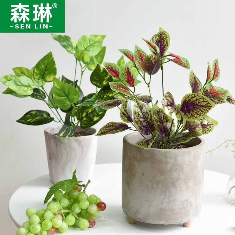 速发小草植树叶叶子头物墙配绿小7植萝叶窗台大台绿化摆设装饰