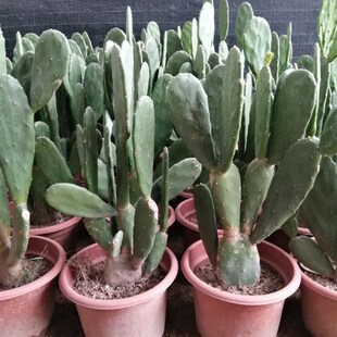 速发新鲜仙人掌绿色多肉植盆物栽可药用食用仙人掌米邦塔院外敷