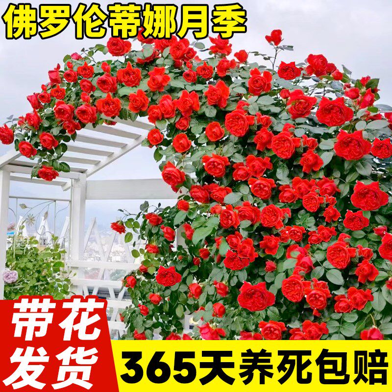 速发佛蒂伦罗娜月四弗洛伦墙微花树大苗爬藤花卉季季开蔷薇玫瑰花