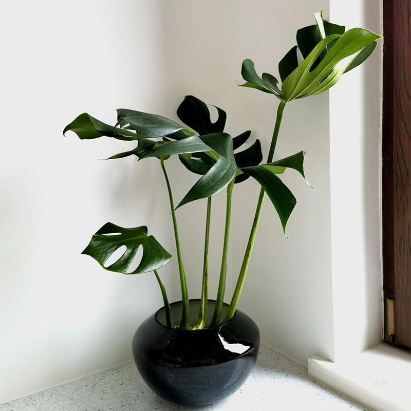 速发水培植物大客背竹大盆栽姬龟背室内龟水大型可厅培老桩龟背竹