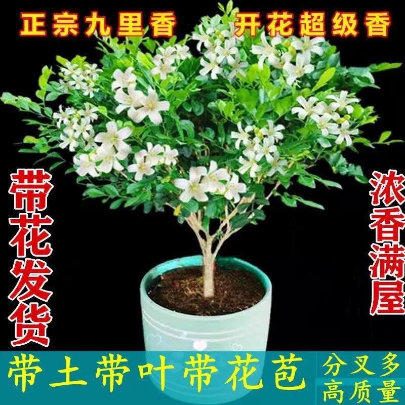 速发驱季带外苞四蚊开花九里香盆栽植物室内花庭院台木本花卉