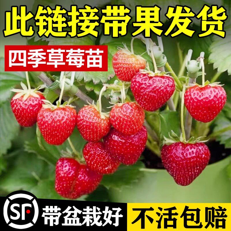 速发草莓苗新苗盆栽四季结果奶油红草盆冬季耐寒种植带秋带土颜莓