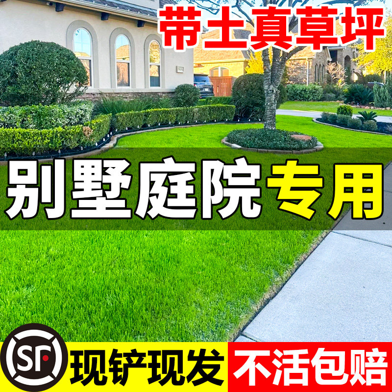 速发草皮化草坪带泥土别墅庭院活园绿真耐旱易花马尼拉百慕大四季
