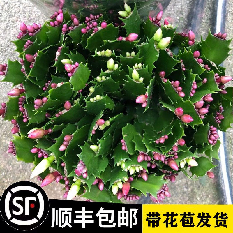 速发新品重色蟹爪兰莲苗盆栽带花苞多叶花卉室内台小瓣植物四季开