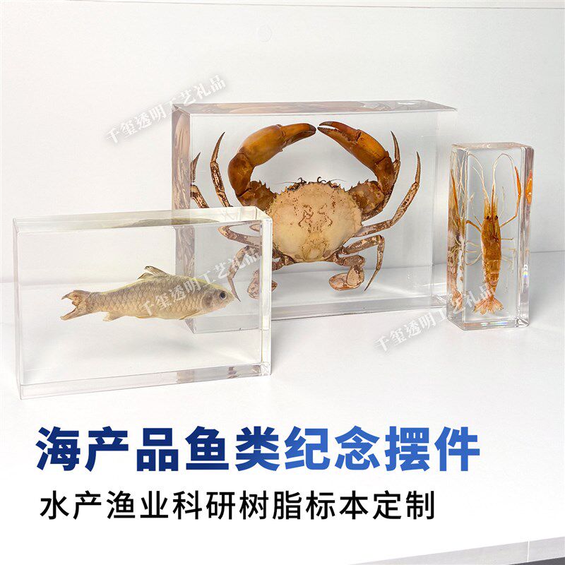 速发海洋产品鱼类树脂透明标本水产渔业科研科普教学用展示摆件