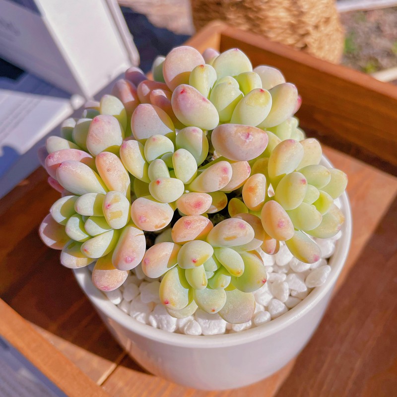 速发劳尔多肉头桩群生多老植物桌面台露天好养易肉盆栽可爱萌活肉