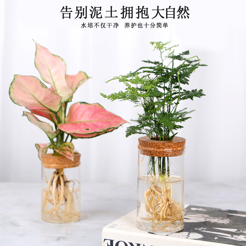 速发桌面办意水培植盆绿萝创公室内四季好养花卉文竹水养植物小物